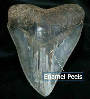 Megalodon tooth with enamel peels in center of blade.